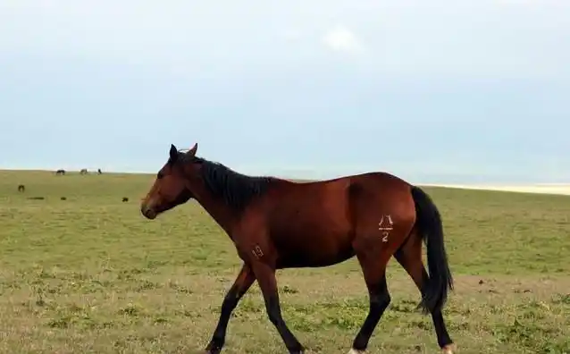 世界上体型最长的马身长达3米可以坐10人看完不要太惊讶