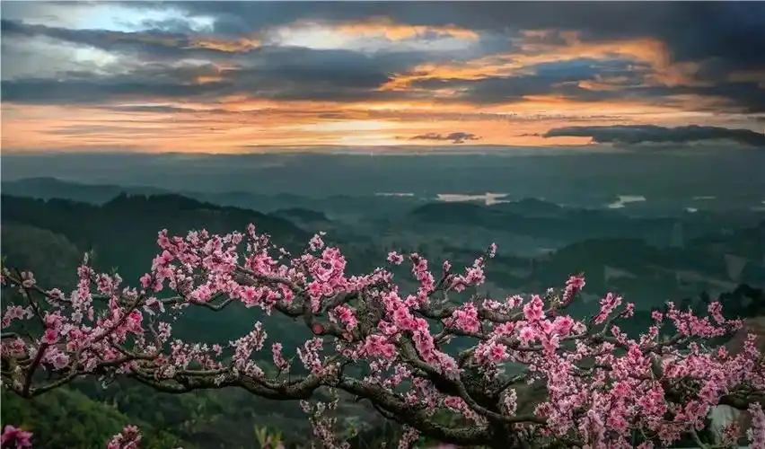 十里桃花节 空灵天籁音:龙泉驿区第五小学校艺帆民乐团来啦!