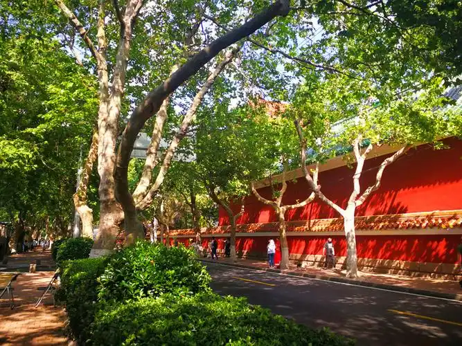 青岛大学路午后阳光