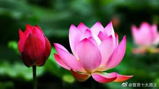 此间发心念佛求生西方,西方七宝池中,即生一朵莲花.