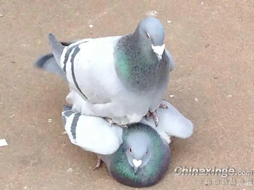 鸽子交配全过程图