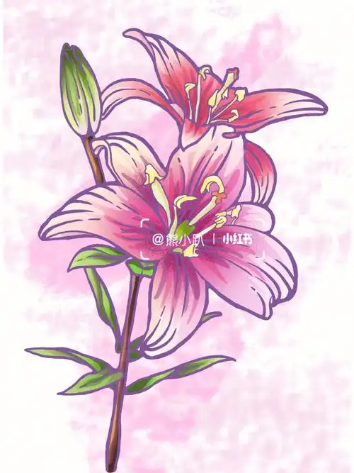 手绘花卉百合花附线稿77过程