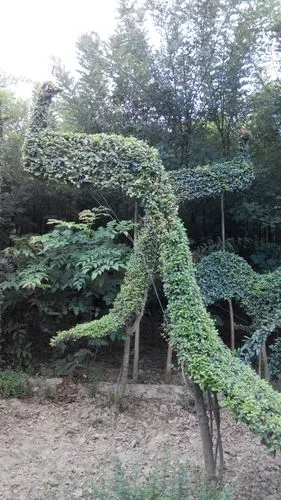 造型女贞树是栩栩如生的艺术形体