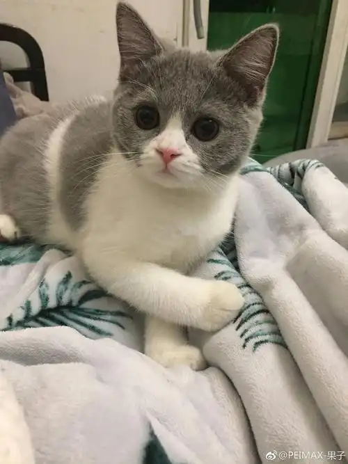 【征婚】给我家英短蓝白猫找男朋友啦!