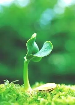 清新护眼绿色植物图片手机壁纸