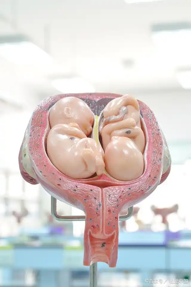 女人生完孩子后的胎盘有什么效果,究竟能不能吃呢?