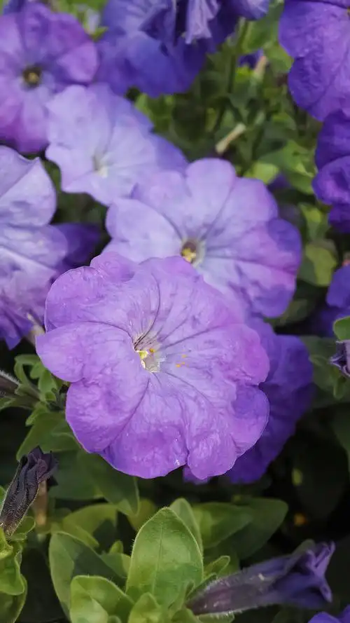 紫色喇叭花 作品分类: 植物 单反品牌: sigma / 适马 相机型号: sd