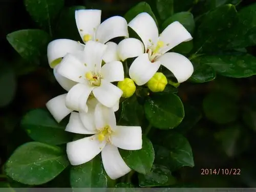 【原创摄影】七里香
