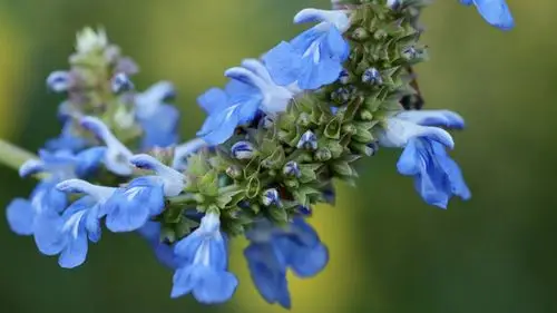 鼠尾草图片大全大图1014