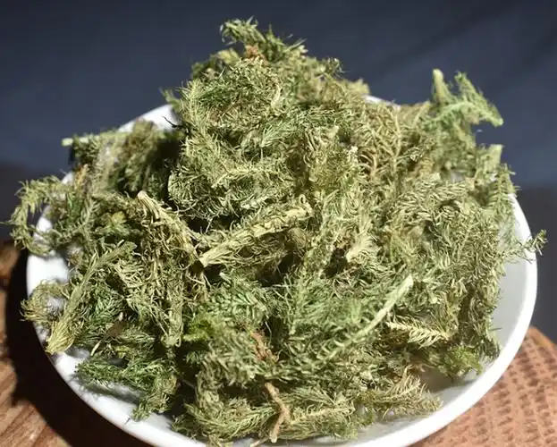 中药伸筋草的五大功效与作用,老人舒筋活血少不了它!