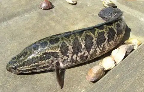 乌鱼---又名黑鱼,生鱼,鳢鱼,才鱼等,属鲈形目,鳢科.