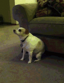 搞笑gif宠物动图:主人,快放我下来,人家害怕