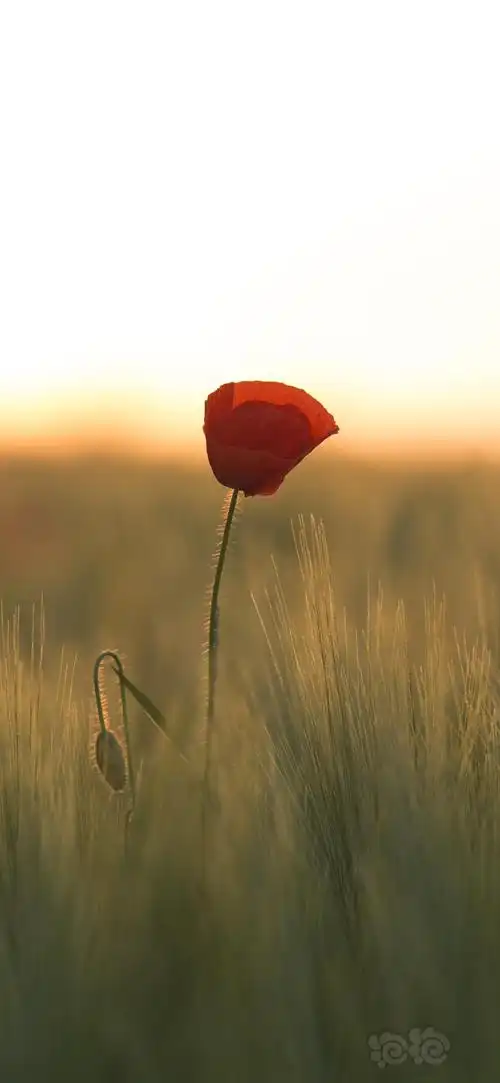 送你一朵小红花1