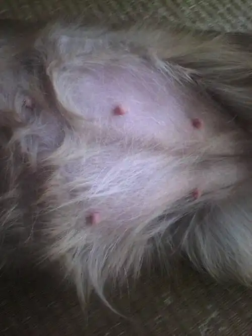 看看这个狗狗怀孕多长时间了