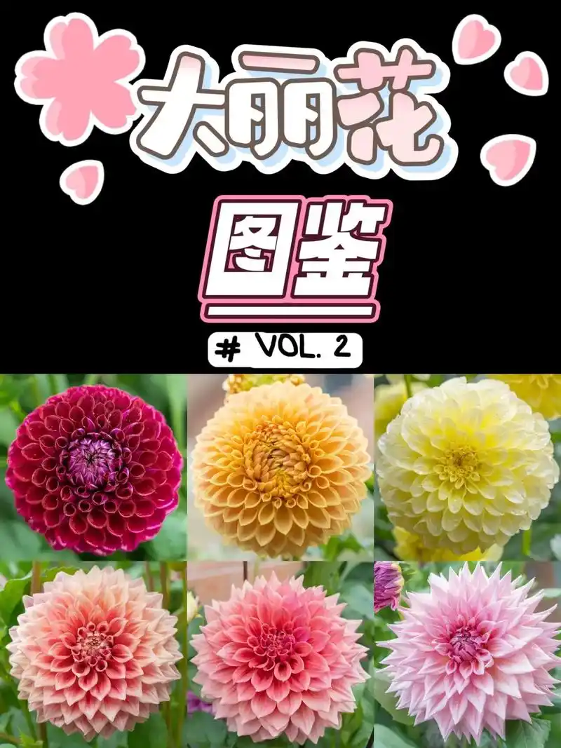 大丽花图鉴2私藏品种持续更新