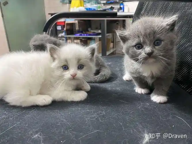 有人试过布偶猫和蓝猫配种的吗? - 知乎