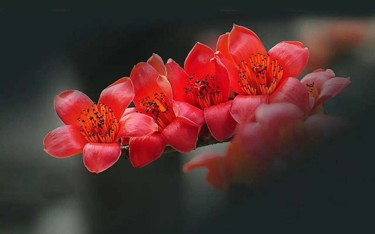 盛开的大红色的木棉花花卉素材电脑桌面壁纸