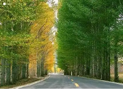 948《白杨树》作者:远方(枫叶下的玫瑰诵读201905162209)