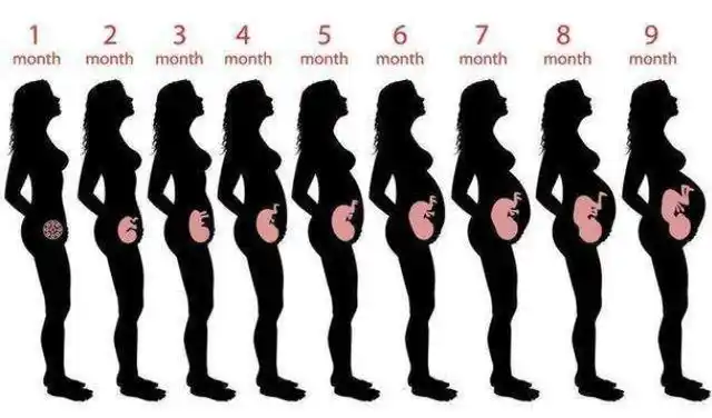 准妈妈肚子何时"偷偷"变大的?孕期是否显怀,跟4个因素有关