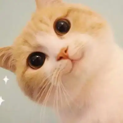 很有范令人怦然心动可爱宠物小猫头像