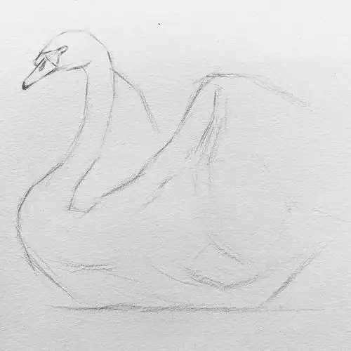 日绘社丨画一只白天鹅_素描教程绘画学院_零二七艺考