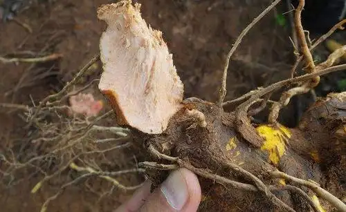 嘉会本草|治风湿的铁菱角