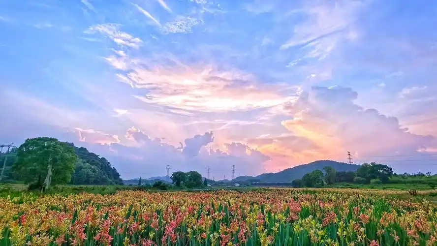 江西分宜:美人蕉扮靓乡村