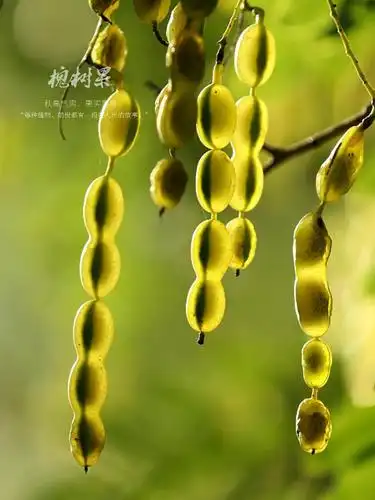 晶莹剔透的槐树果