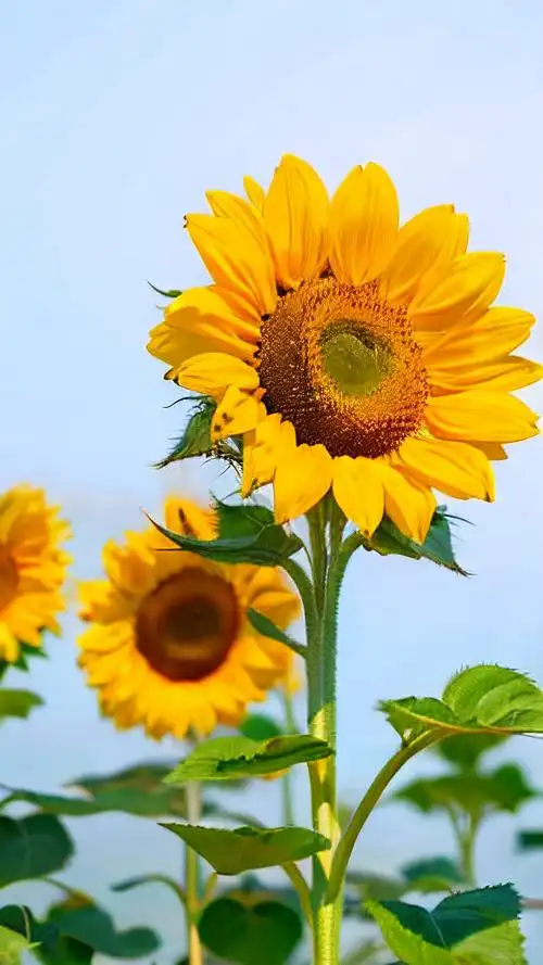 黄色系向日葵壁纸大放送