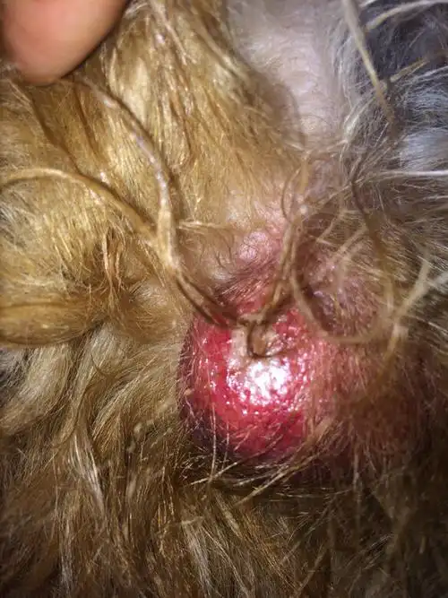 狗狗睾丸破皮 有懂的吗