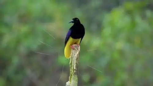 如果说sb的舞蹈是高雅艺术,那这只屁股上像是长了钢丝球的十二弦风鸟