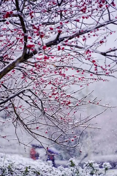 12首梅花诗词一朵江梅春带雪暗香浮动黄昏月唯美了整个冬天