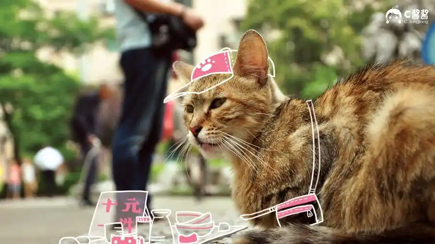 恶搞喵星人(猫咪),高清图片,电脑桌面-壁纸族