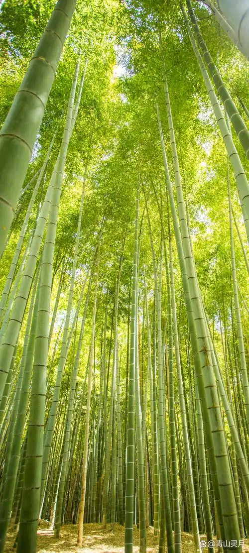 护眼壁纸,秀气灵木