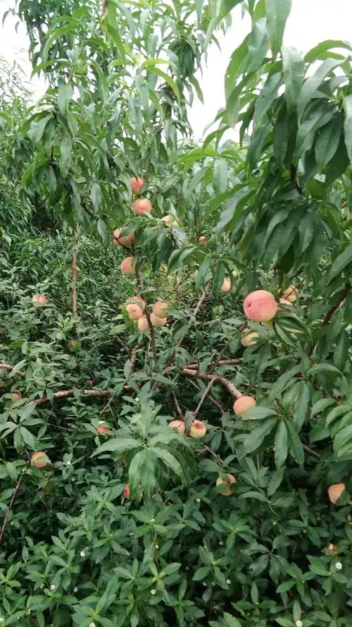 白花桃 55mm以上 3 - 4两