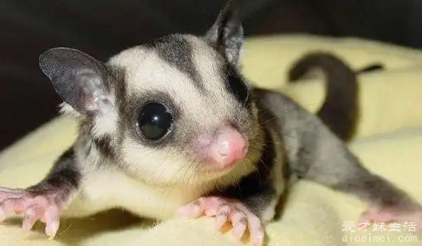 蜜袋鼯多少钱一只,普通种500元左右(纯色5000元)