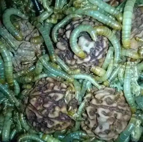 生虫不稀奇,更恶心的你见过吗?_虫子