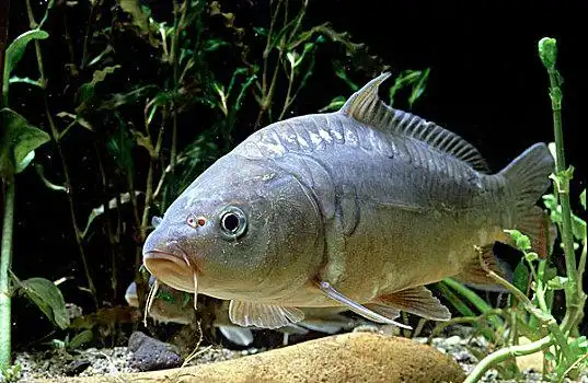 鲤鱼图片_鲤鱼图片大全_鲤鱼图片素材