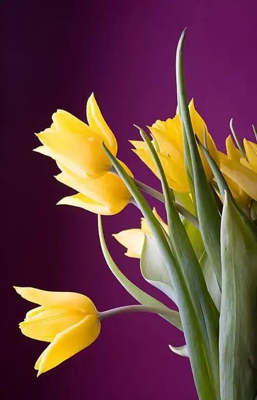 高雅的郁金香手机壁纸