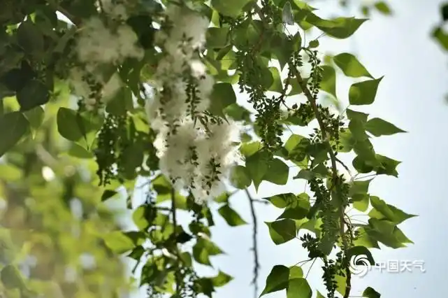 北京郊区杨柳絮爆发 漫天飞舞如飘"雪"