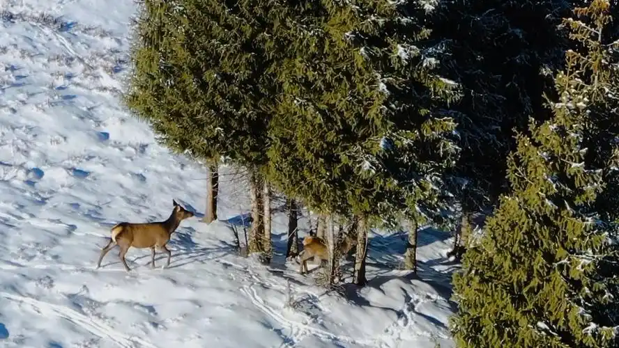 新疆昌吉野生天山马鹿再现江布拉提草原