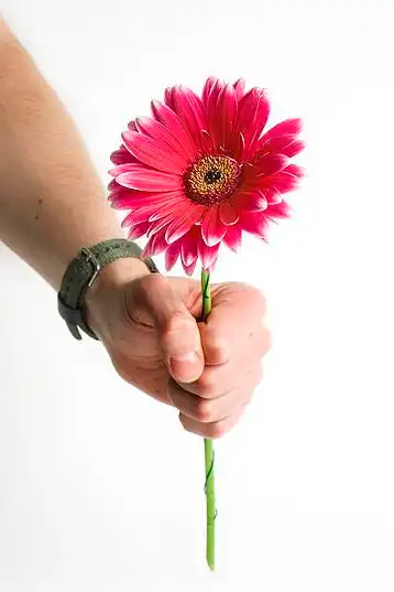 花,男人,手,拿着_高清图片_全景视觉