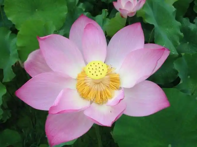 再见了,正在盛开的八宝莲花