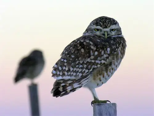 鸟特写镜头,猫头鹰,树桩,bokeh 壁纸