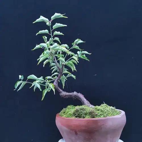 梅花小品原生生龙游龙老桩盆景地栽宫粉玉蝶绿植