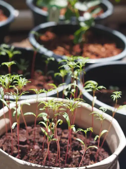 美女敬礼salute5 - 图虫