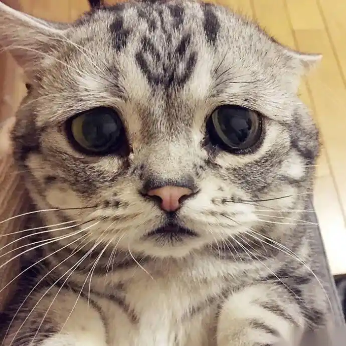 世界上最悲伤的小猫咪,忍不住想摸摸头,小可怜,想把全世界的小鱼干都