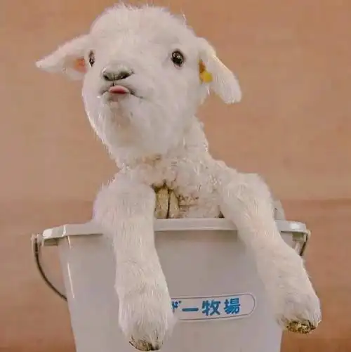 还有这小羊这样的头像吗