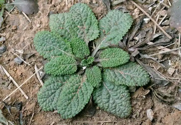 荔枝草图片(神奇的雪见草) - 赤虎壹号
