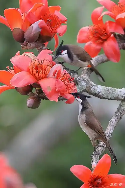 百鸟朝凤 英雄花开